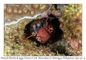 Peacock Mantis & eggs