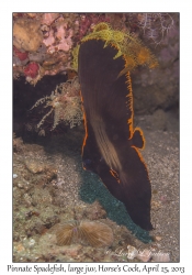 Pinnate Spadefish