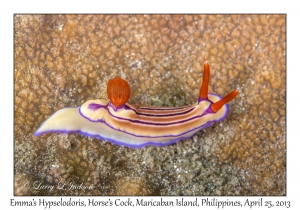 Emma's Hypselodoris