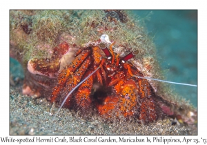 White-spotted Hermit Crab