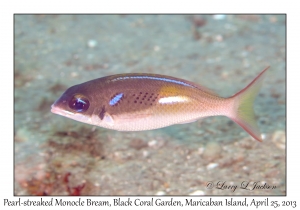 Pearl-streaked Monocle Bream