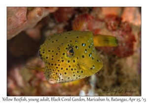 Yellow Boxfish