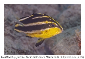 Giant Sweetlips juvenile