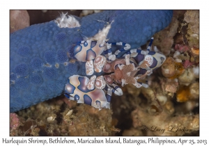 Harlequin Shrimp