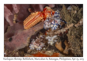 Harlequin Shrimp