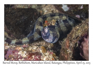 Barred Moray