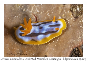 Streaked Chromodoris