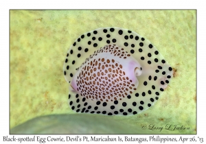 Black-spotted Egg Cowrie