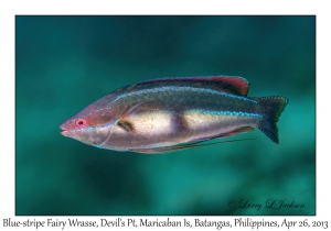 Blue-stripe Fairy Wrasse