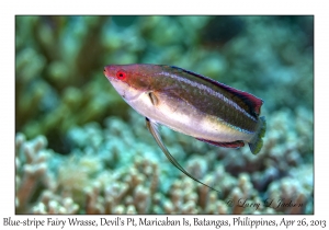 Blue-stripe Fairy Wrasse