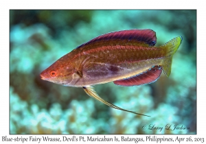 Blue-stripe Fairy Wrasse