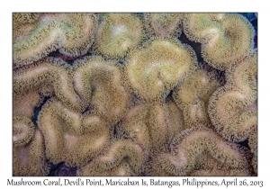 Mushroom Leather Corals
