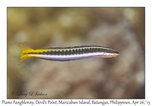 Piano Fangblenny