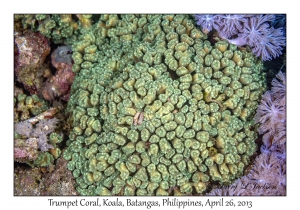 Trumpet Coral