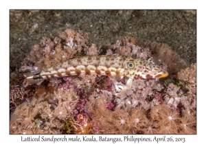 Latticed Sandperch