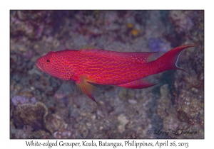 White-edged Grouper