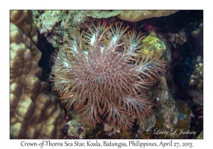 Crown-of-Thorns Sea Star