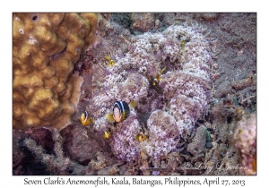 Clark's Anemonefish