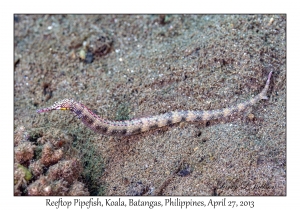 Reeftop Pipefish