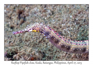 Reeftop Pipefish