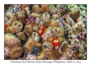 Christmas Tree Worms