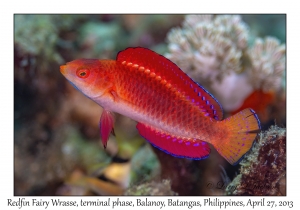 Redfin Fairy Wrasse