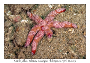 Comb-Jellies