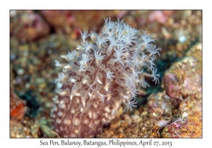 Sea Pen