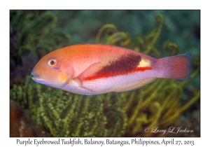 Purple Eyebrowed Tuskfish