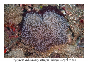 Frogspawn Coral