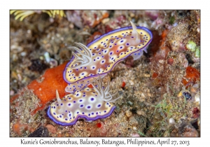 Kunie's Goniobranchus