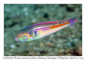 Goldstripe Wrasse