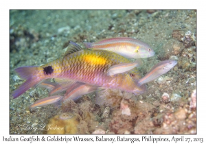 Indian Goatfish & Goldstripe Wrasses