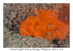 Painted Frogfish