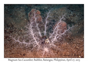 Magnum Sea Cucumber