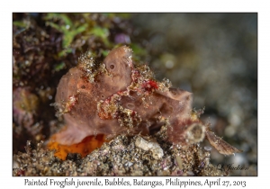 Painted Frogfish