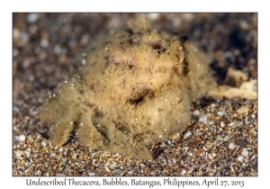 Hairy Bat Crab