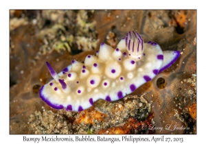 Bumpy Mexichromis