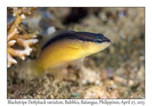 Blackstripe Dottyback variation