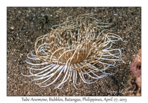 Tube Anemone