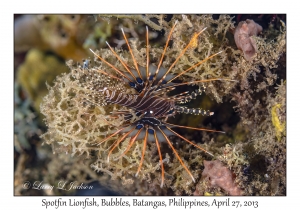 Spotfin Lionfish