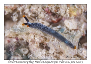 Slender Sapsucking Slug