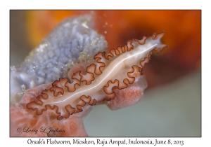 Orsak's Flatworm