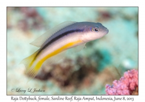 Raja Dottyback