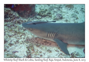 Whitetip Reef Shark & Cobia