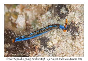 Slender Sapsucking Slug