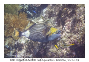 Titan Triggerfish