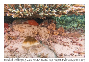 Tasselled Wobbegong