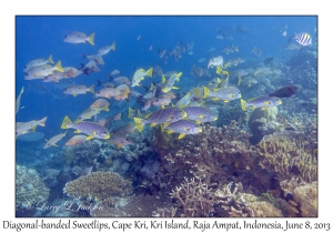 Diagonal-banded Sweetlips & Onespot Snappers