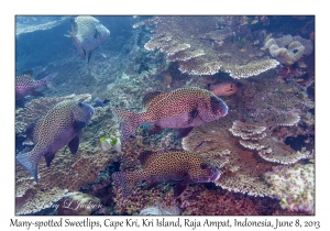 Many-spotted Sweetlips